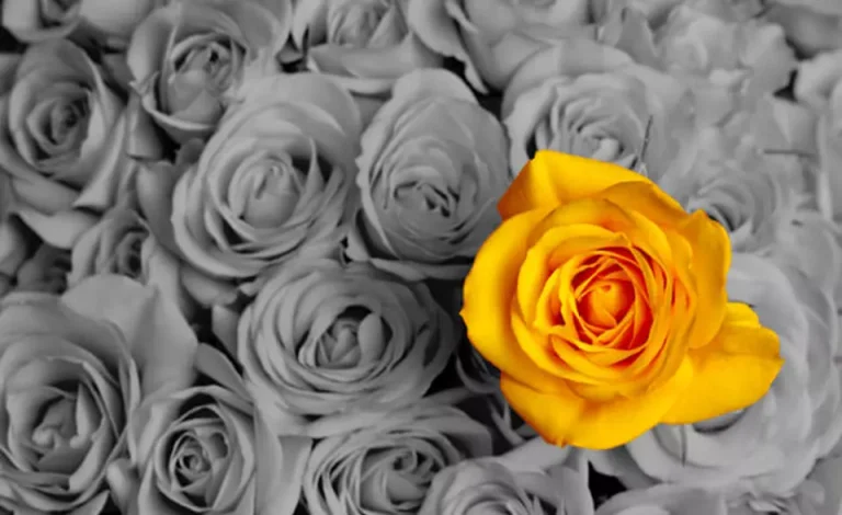 kathie-gaber-fellow-announcement