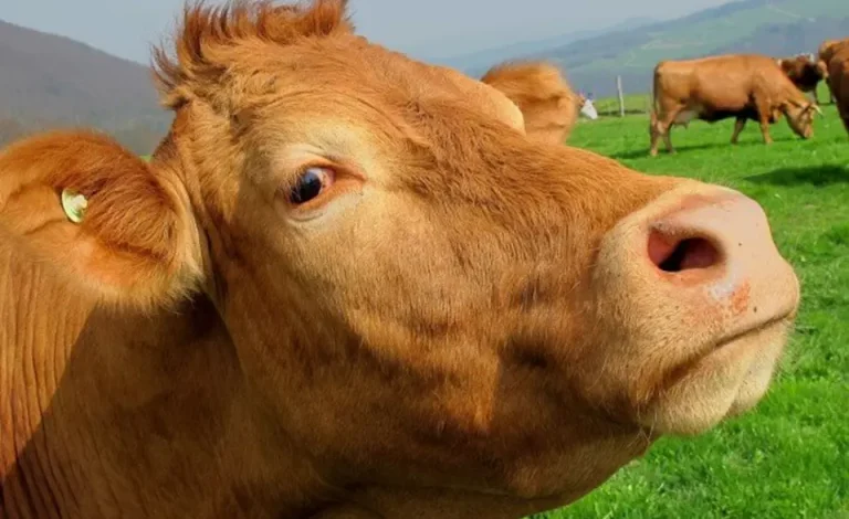 sacred-cows-cpa-firms_675px